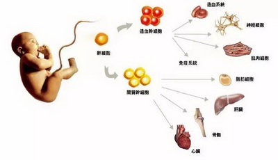 脐带干细胞储存要经过哪些流程?(六个详细步骤) 脐带干细胞储存要经过哪些流程?(六个详细步骤)
